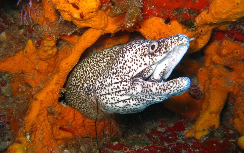 diving-1707741_960_720