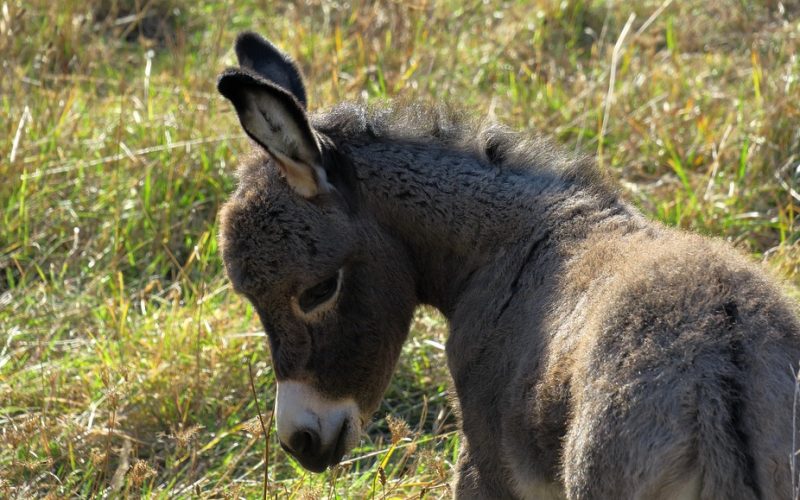 donkey-3722406_960_720