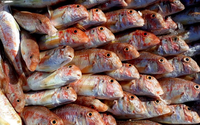 fish-4898369_960_720