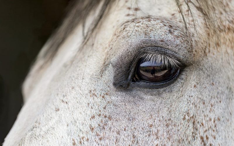 horse-7289708_960_720