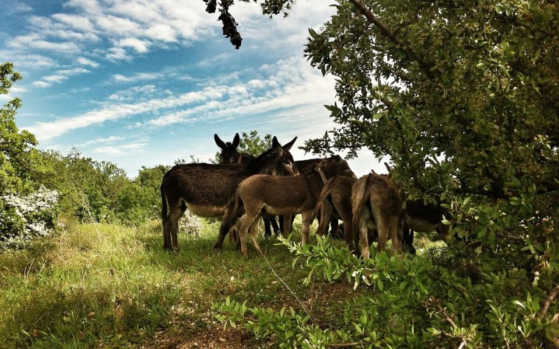 murgia-1222612_960_720