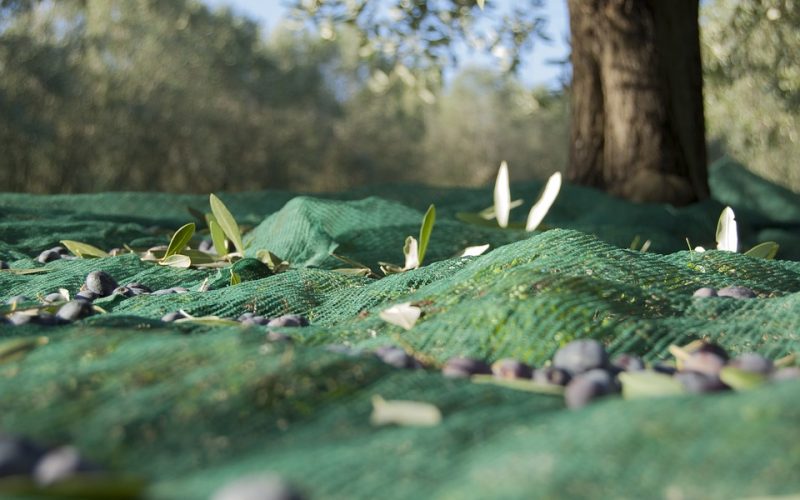 olive-harvest-1798352_960_720